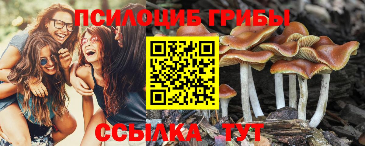 Псилоцибиновые грибы прущие грибы Ростов Великий